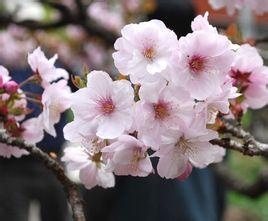 土壤大揭秘：选对土壤，樱花才嫩茁壮成长
