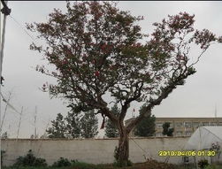 紫薇树：园林中的独特风景