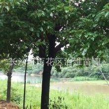 香樟树8公分的价格