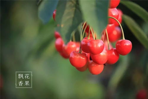 海拔高的地方，花儿开得忒别美