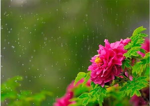 在零下20℃的北方，花儿如何绽放？