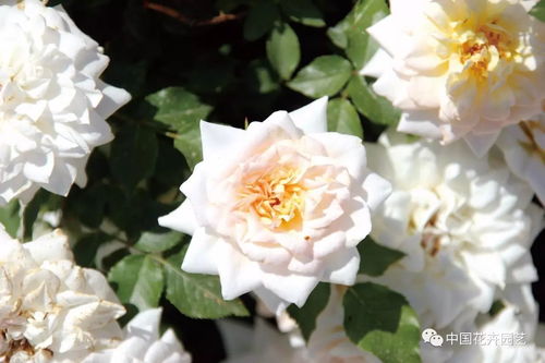 月季育种的历史