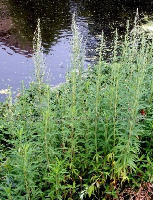 河流生态系统中的植物角色
