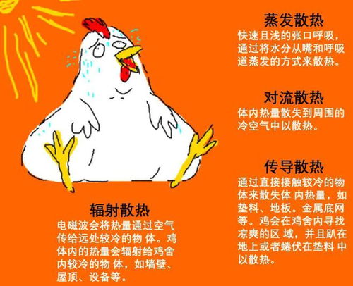 夏季蛋鸡腹泻与热应激，防控关键在降温与营养