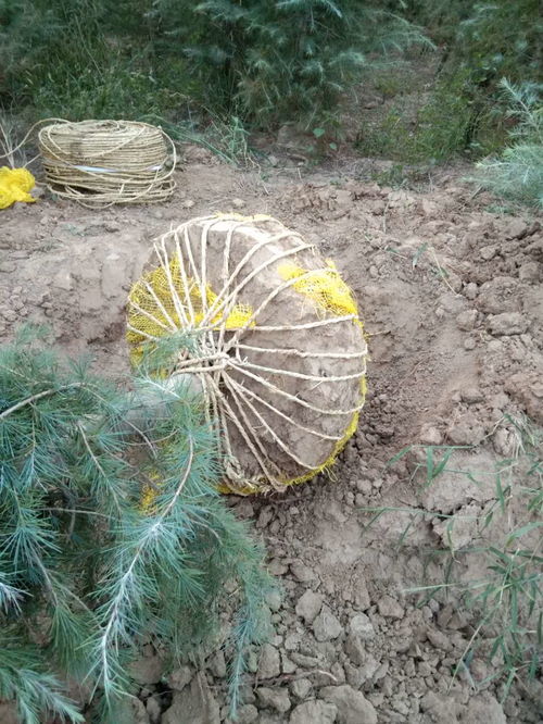 雪松的神秘面纱：用途大揭秘