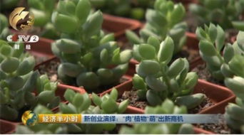 多肉植物的神秘起源