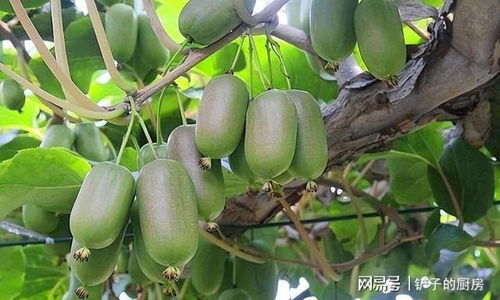 软枣猕猴桃选种要点有哪些？如何确保品种纯正