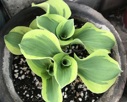 绿萝，绿萝，你是我的小确幸