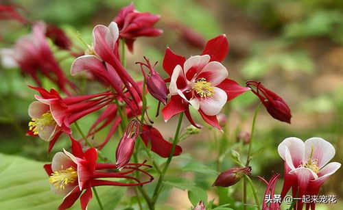 耧斗菜：花色丰富， 耐寒好养