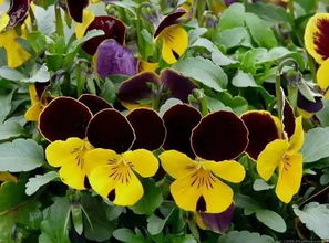 草本植物的春天花儿朵朵开