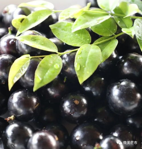 嘉宝果品种繁多，哪种最好吃