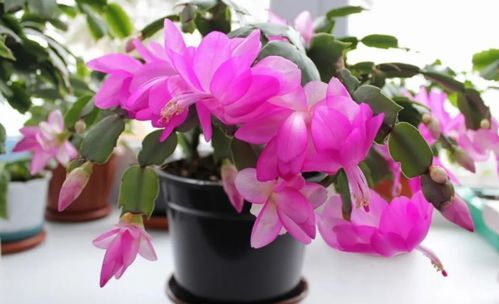 蟹爪兰为何不开花