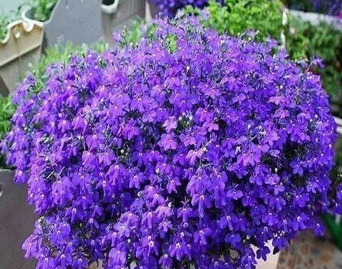 乌尾花盛花期在秋季，室内养植需注意安全