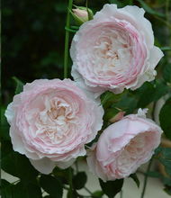 月季耐阴？黄金庆典月季耐阴！爆款耐阴月季推荐！