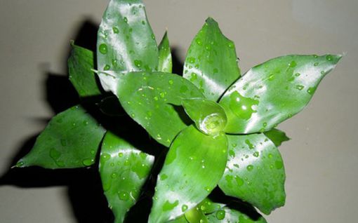 竹子修剪方法图解