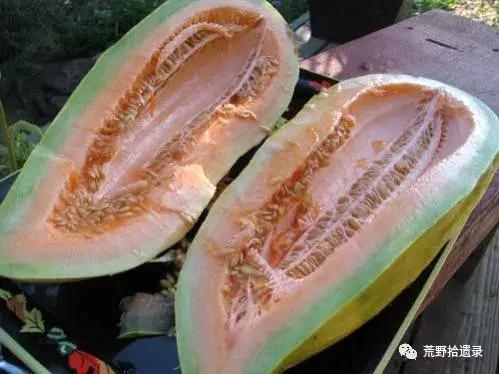 香瓜激情月季， 名字听起来就好甜哦
