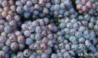 冬季防范也重要，石硫合剂来帮忙