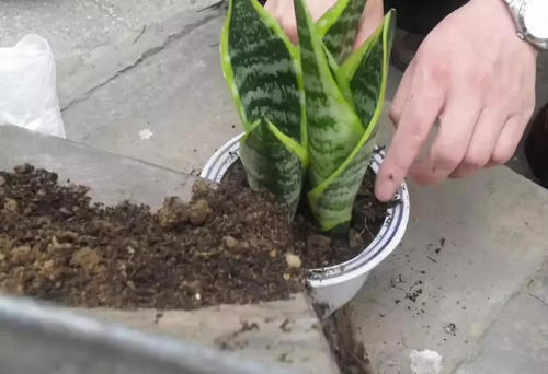 营养土种植植物时是否需要掺入普通土以提高生长效果