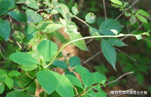 夏天地表65℃环境下党参种子播种小技巧