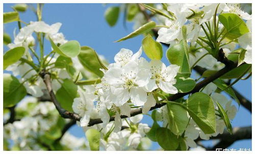 梨花木的两种形态