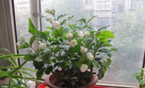 茉莉：阳光下的美丽