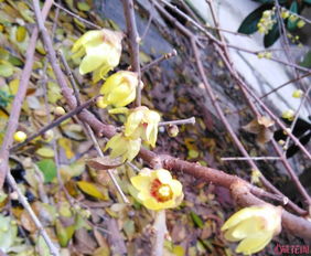 狗牙腊梅苗：花开得晚， 但值得等待