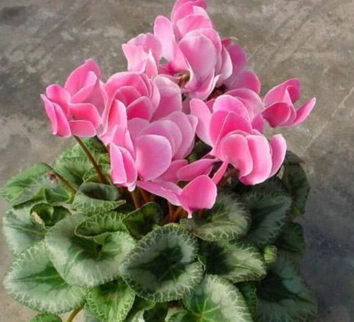仙客来开花后浇水量如何控制