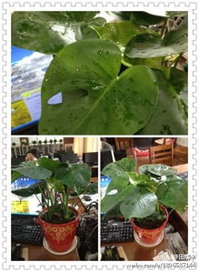 程序员修发财树， 赛博朋克风造型