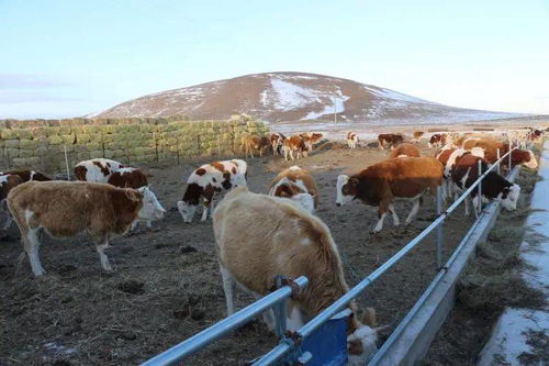 鄂尔多斯某生态牧场：药材自播率提升， 药企上门收购
