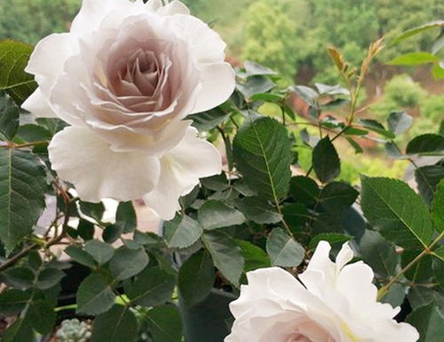 养护难题：月季的繁殖与病虫害