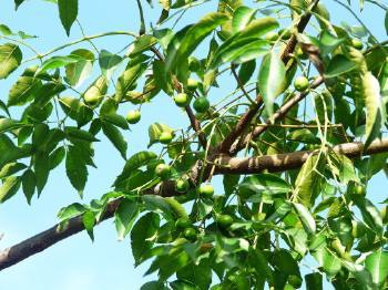 苦炼树的价格之谜