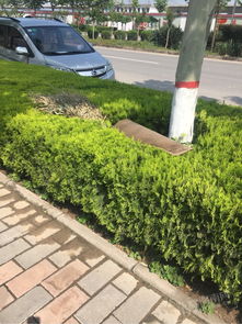 话说那湖北省城市绿化条例