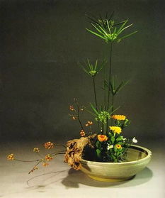 枝条长度与主花的黄金比例