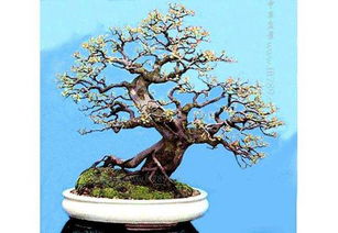 金雀梅花开时间是什么时候？常见的金雀梅品种有哪些特点