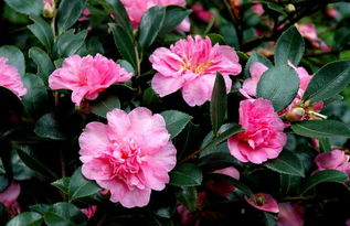 茶花：耐寒的花魁