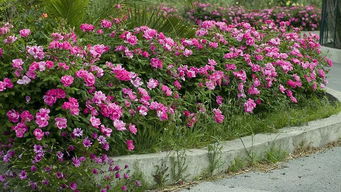 亮粉绝代佳人月季：花中的绝代佳人，了解一下？