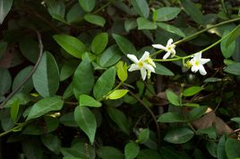 络石：常绿木质藤本， 抗寒性强