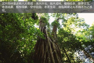 探索那些忒别的树丛