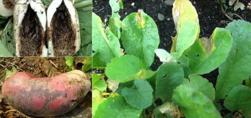 种前使用多菌灵可湿性粉剂