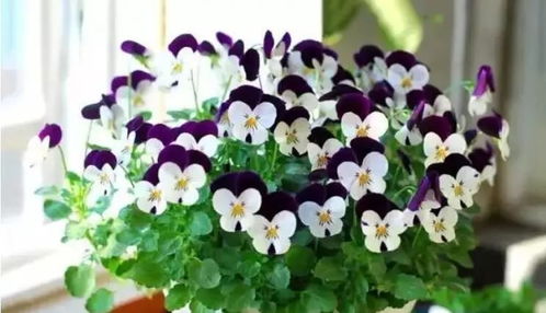 春秋季节播种的佳选