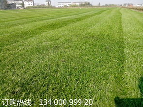 低维护草坪， 市场规模大