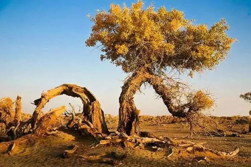 沙漠里有哪些植物？沙漠中生存的梭梭、沙柳、沙拐枣这三种植物该如何养护