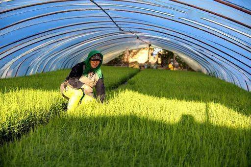 地肤迎来色彩艳丽的“秋装”