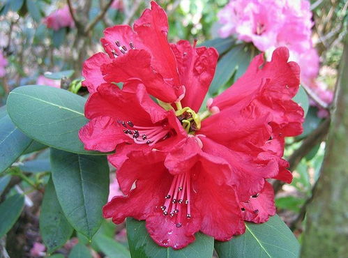 杜鹃花的药用价值