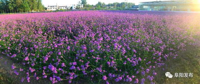 一年四季都开花的花有哪些品种，可以打造四季花海美景呢