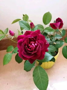 藤本彩虹， 五颜六色的彩虹桥