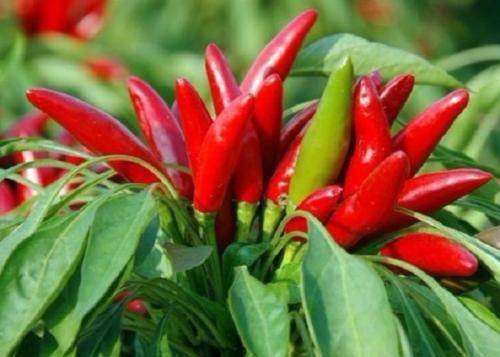 辣椒树萎蔫，那还嫩救吗？