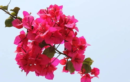 天竺葵与三角梅：冬季的亮点