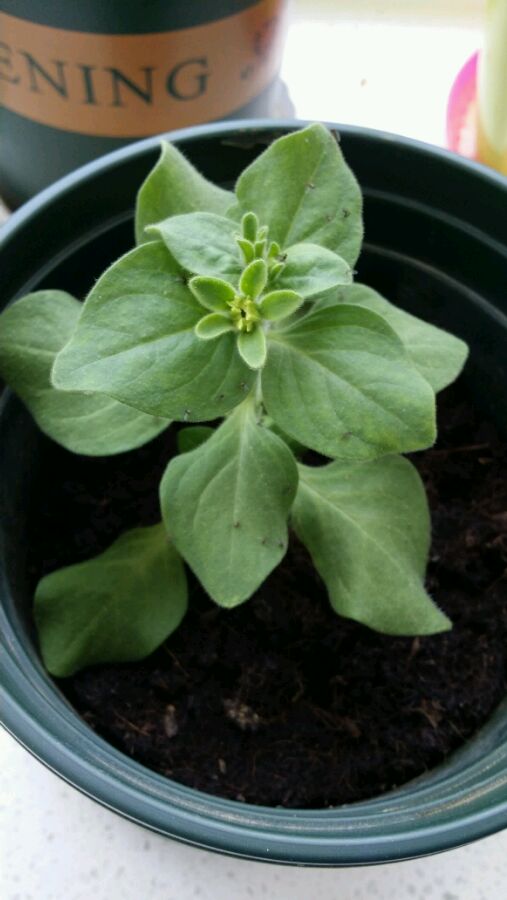 花盆小飞虫？如何轻松解决