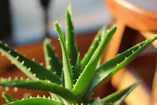 温暖环境， 春暖花开